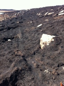 An old deer track revealed by the burning